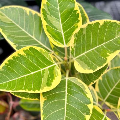 Ficus altissima 6"