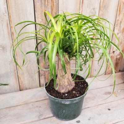 Beaucarnea guatemalensis 10"