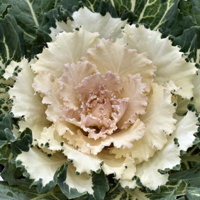 Cabbage 'Osaka White' 4.5" pot