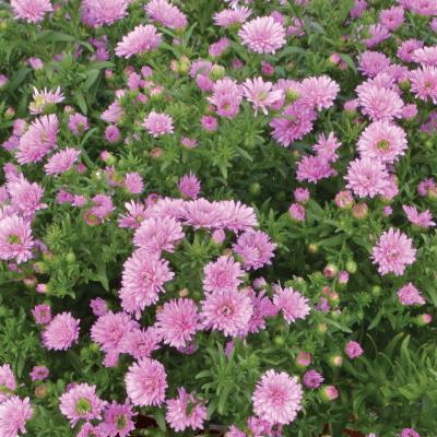 Aster 'Henry III Pink' 4.5" pot