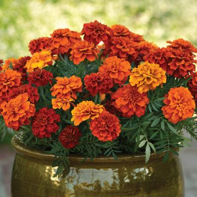 Marigold 'Fireball' 9" pot