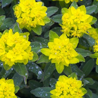 Euphorbia polychroma #1
