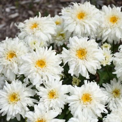 Leucanthemum x s. 'Marshmallow' #1
