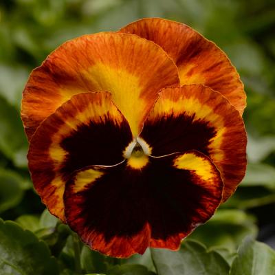 Pansy 'Matrix Solar Flare' 3.5" pot