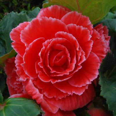 Begonia 'AmeriHybrid Picotee Red Lace' 10" HB