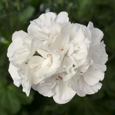 Geranium 'Calliope Large White' 10" HB