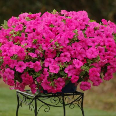 Petunia 'Supertunia Surfinia Sumo Pink' 9" pot