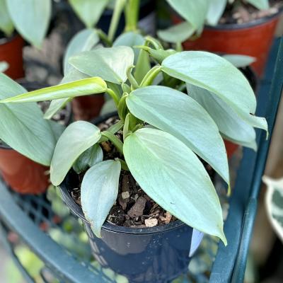 Philodendron 'Silver Sword' 6"