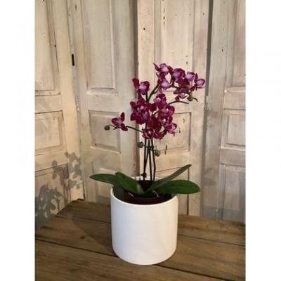 Potted Phalaenopsis Orchid 4.5"