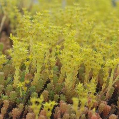 Sedum sexangular 3"