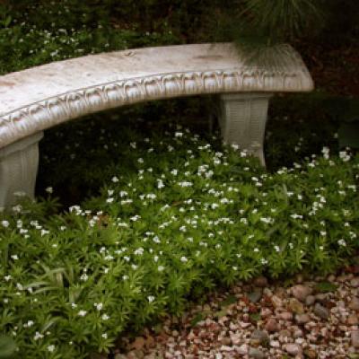 Galium odoratum 3"