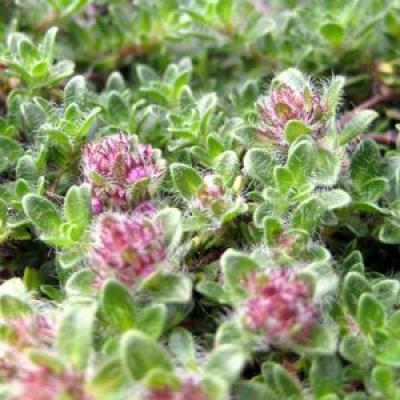 Thymus s. 'Pink Chintz' 3"