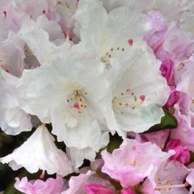 Rhododendron cat. 'Album' #3