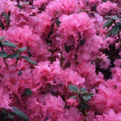 Rhododendron 'Olga Mezitt' #5
