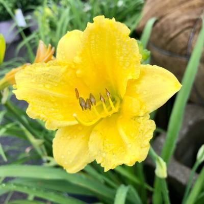 Hemerocallis 'Happy Returns' #1