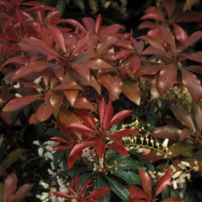 Pieris jap. 'Mountain Fire' #5