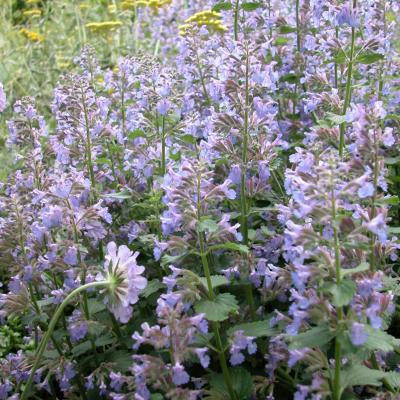 Nepeta x m. 'Blue Wonder' #1