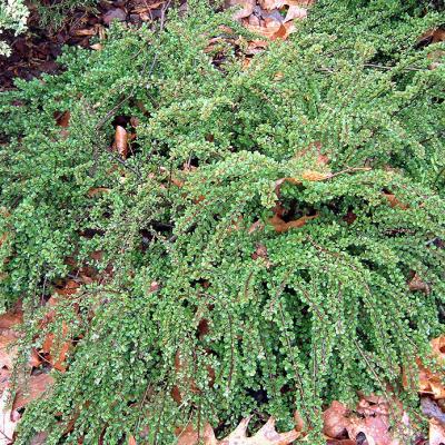 Cotoneaster ad. 'Little Gem' #2