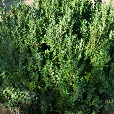 Buxus m. 'Green Mountain' #3