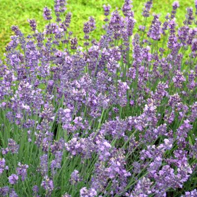 Lavandula a. 'Munstead' #1