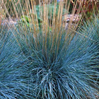 Festuca g. 'Elijah Blue' #2