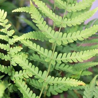 Dryopteris marginalis #1