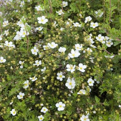 Potentilla f. 'Abbotswood' #3