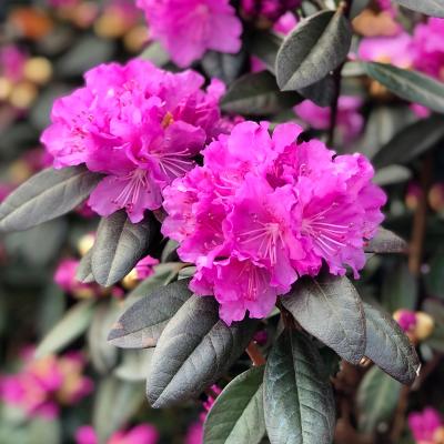 Rhododendron 'PJM Elite' #3