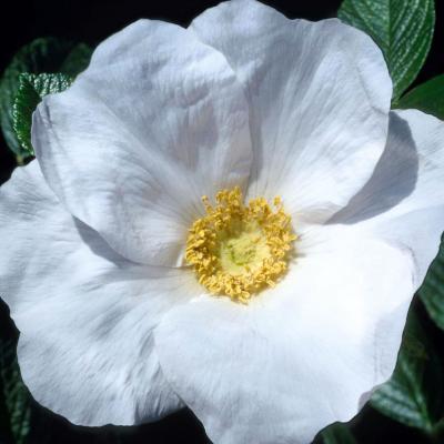 Rosa rugosa 'Alba' #2