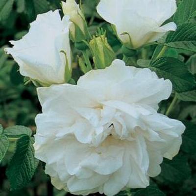 Rosa rugosa 'Blanc Double de Coubert' #3