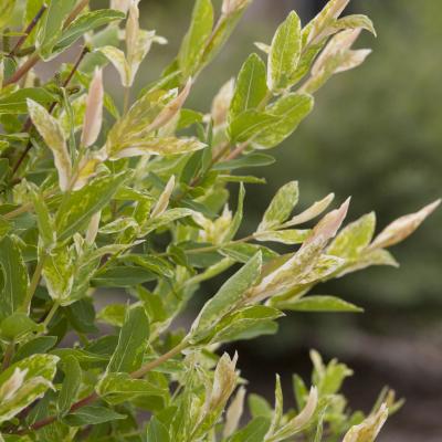 Salix in. 'Hakuro Nishiki' #3