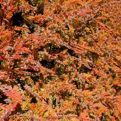 Calluna v. 'Carnival' #1