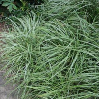 Carex x 'Silver Sceptre' #1