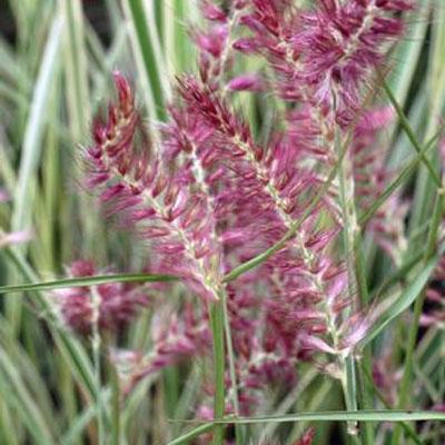 Pennisetum o. 'Karley Rose' #2