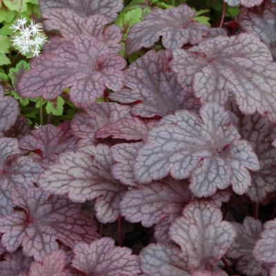 Heuchera x 'Plum Pudding' #1
