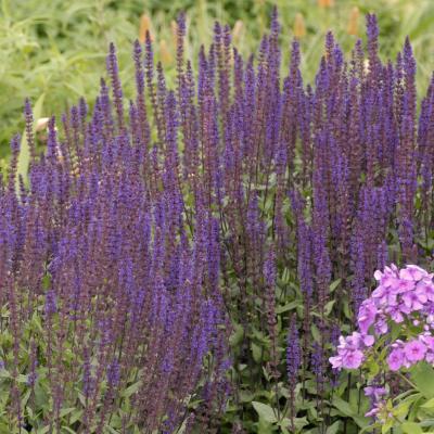 Salvia n. 'Carradonna' #2