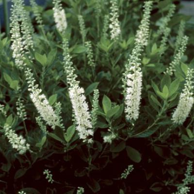 Clethra a. 'Sixteen Candles' #3