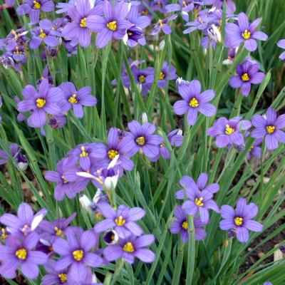 Sisyrinchium angustifolium 'Lucerne' #1