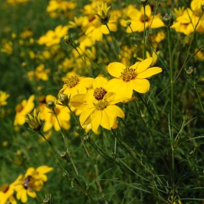 Coreopsis verticillata #1