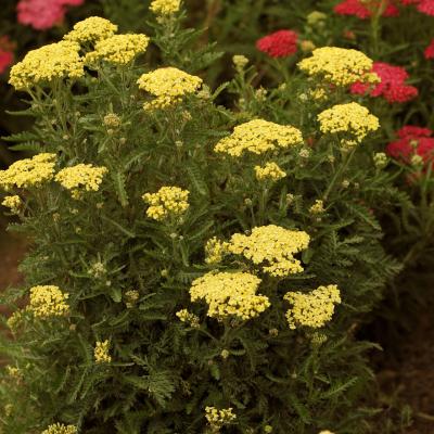 Achillea m. 'Sunny Seduction' #2