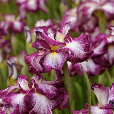 Iris e. 'Lion King' #1