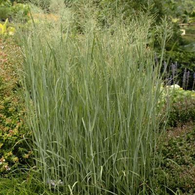 Panicum v. 'Heavy Metal' #1