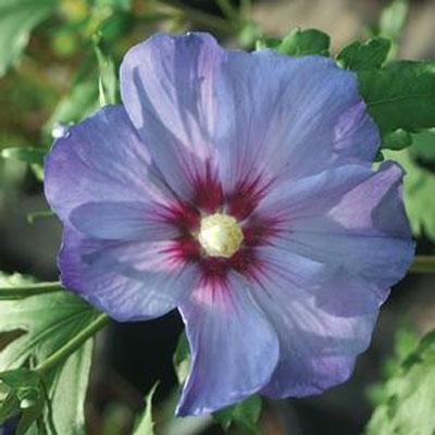 Hibiscus s. 'Azurri Blue Satin' #3