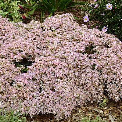 Sedum x 'Pure Joy' #1