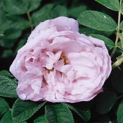 Rosa rugosa 'Snow Pavement' #3