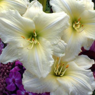 Hemerocallis 'Joan Senior' #1