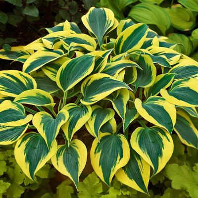 Hosta 'Autumn Frost' #1