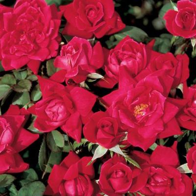 Rosa 'Double Knock Out' #2