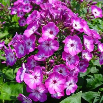 Phlox p. 'Volcano Purple with White Eye' #1