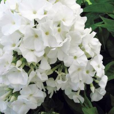 Phlox p. 'Volcano White' #1